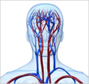 about-carotid